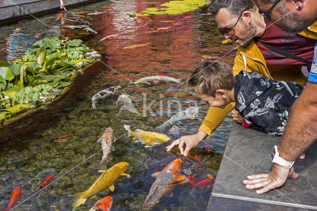 Cyprinus rubrofuscus