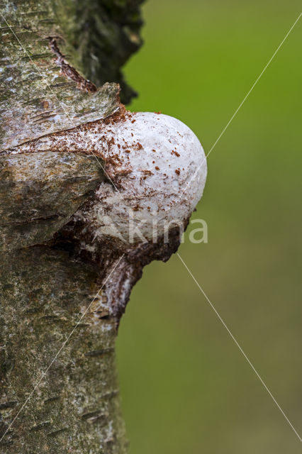 Birch polypore (Piptoporus betulinus)