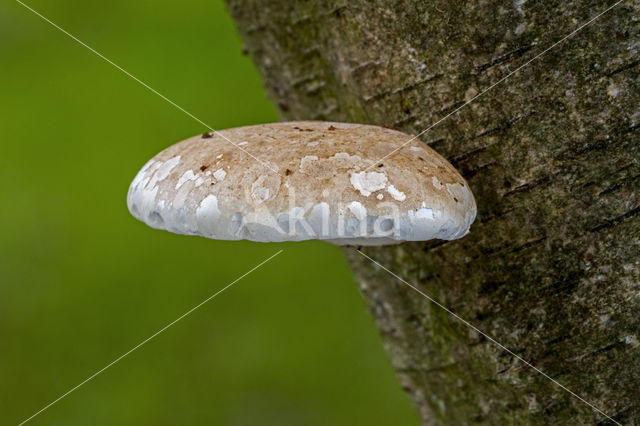 Birch polypore (Piptoporus betulinus)