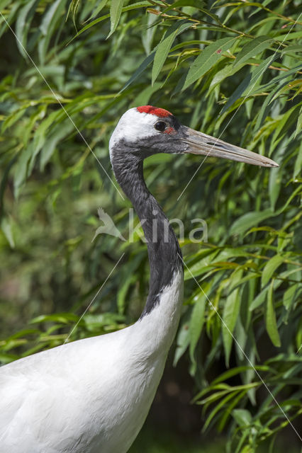 Japanse Kraanvogel (Grus japonensis)