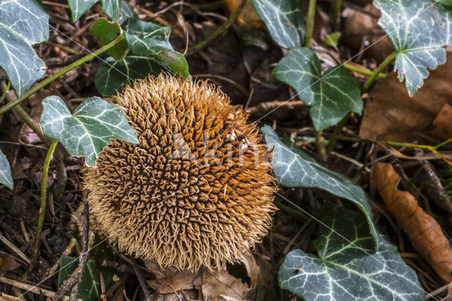 Spiny Puffball (Lycoperdon echinatum)