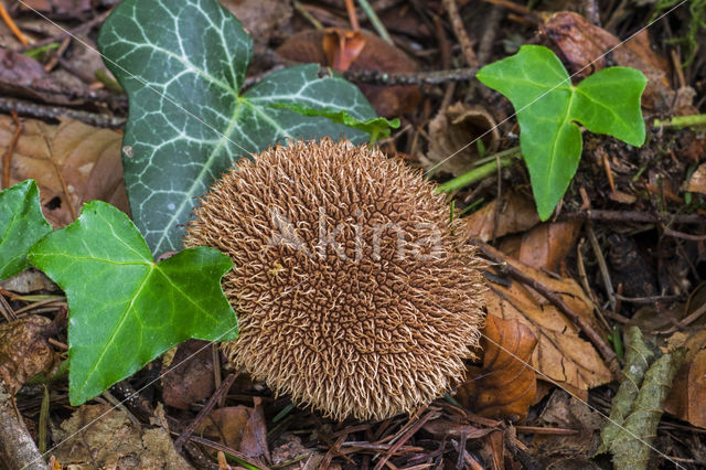 Spiny Puffball (Lycoperdon echinatum)