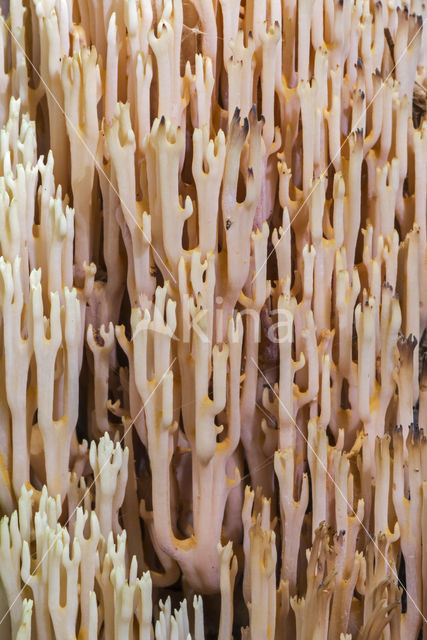 Upright coral (Ramaria stricta)