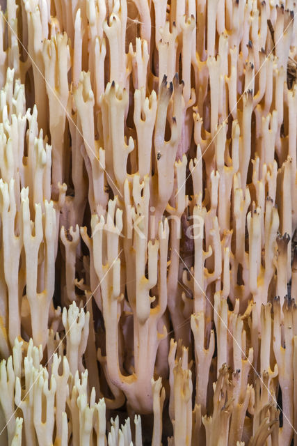 Rechte koraalzwam (Ramaria stricta)