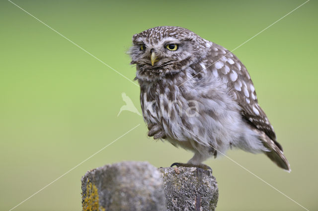 Little Owl (Athene noctua)