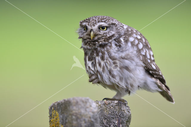 Little Owl (Athene noctua)