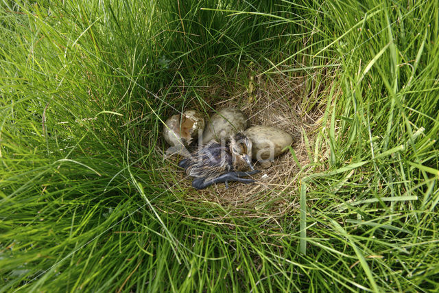 Grutto (Limosa limosa)