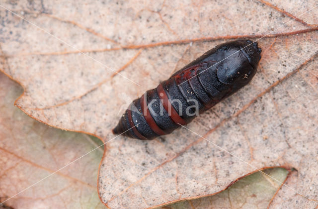 Zuringuil (Acronicta rumicis)