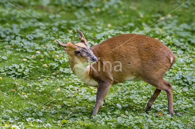 Reeves's Muntjac (Muntiacus reevesi)