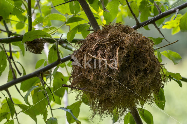 mossyrose gall wasp (Diplolepis rosae)