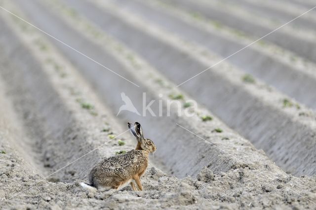 Haas (Lepus europaeus)