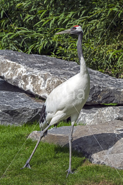 Manchurian crane (Grus japonensis)