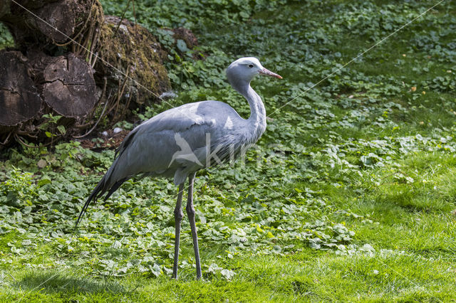 Blue Crane (Grus paradisea)