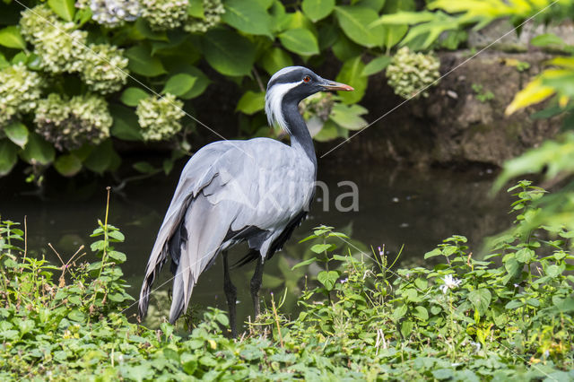 Demoiselle crane (Grus virgo)