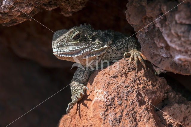 Waterdragon (Physignathus lesueurii)