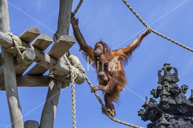 Sumatraanse Orang oetan (Pongo abelii)