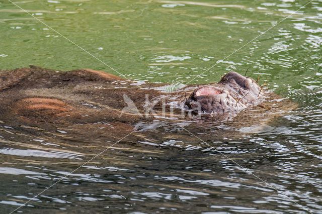 Nijlpaard (Hippopotamus amphibius)