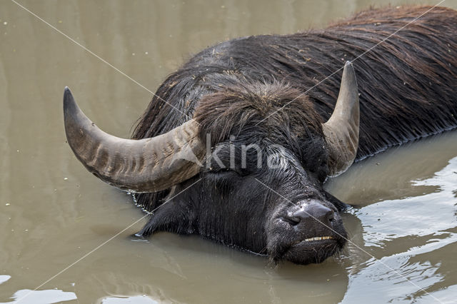 Waterbuffalo (Bubalus arnee)