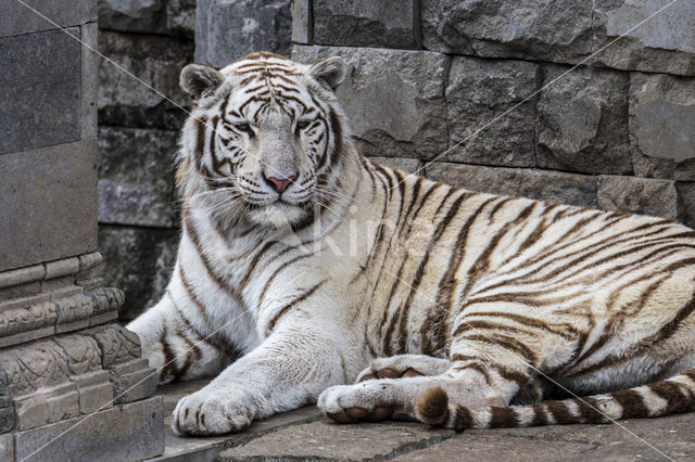 Bengal Tiger (Panthera tigris tigris)