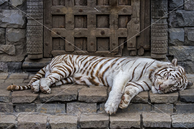 Bengal Tiger (Panthera tigris tigris)