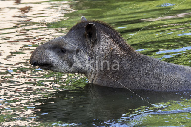 South American Tapir (Tapirus terrestris)