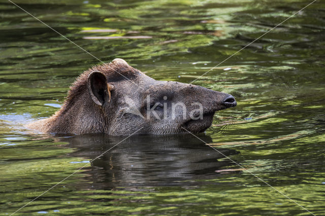 South American Tapir (Tapirus terrestris)