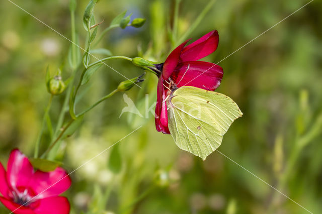 Citroenvlinder (Gonepteryx rhamni)