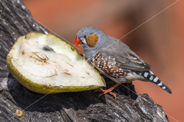 zebravink (Poephila guttata)