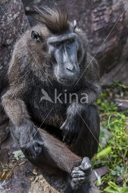 Black Macaque (Macaca nigra)