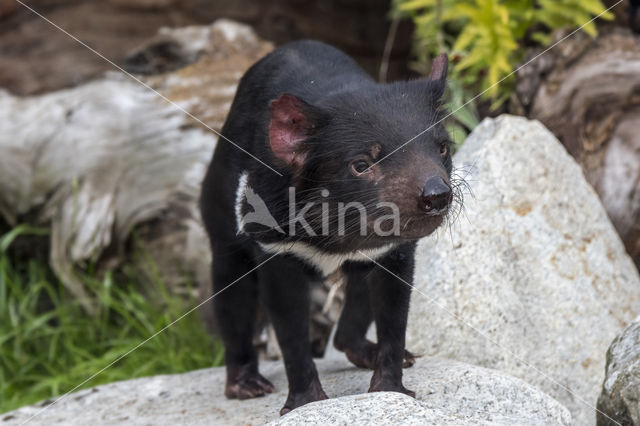 Tasmaanse duivel (Sarcophilus harrisii)