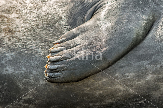 Gewone zeehond (Phoca vitulina)