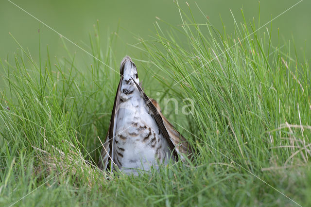 Grutto (Limosa limosa)