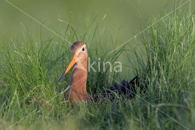 Grutto (Limosa limosa)