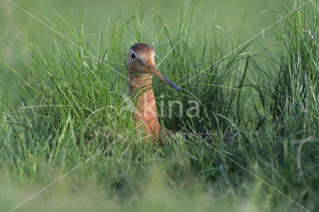 Black-tailed Godwit (Limosa limosa)