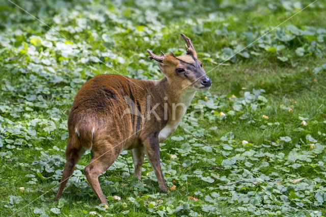 Reeves's Muntjac (Muntiacus reevesi)