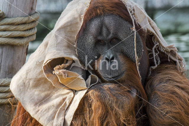 Sumatran Orangutan (Pongo abelii)