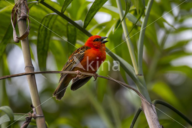 Red Fody (Foudia madagascariensis)