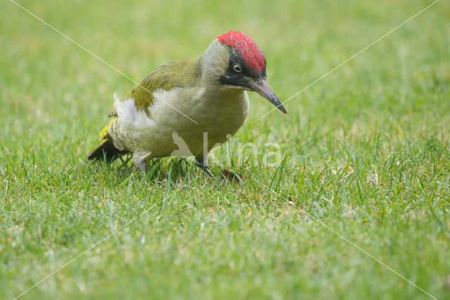 Groene Specht (Picus viridis)