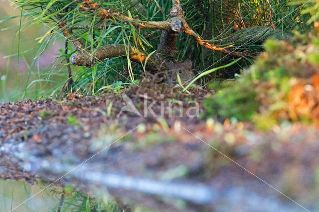 woelmuis (Arvicolinae)