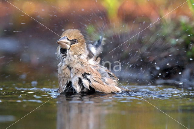 Hawfinch (Coccothraustes coccothraustes)