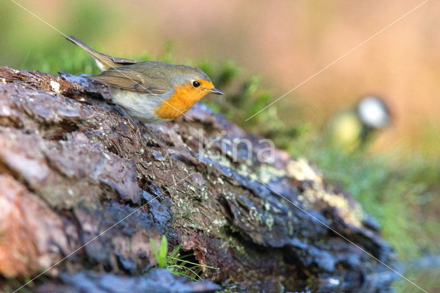 European Robin (Erithacus rubecula)