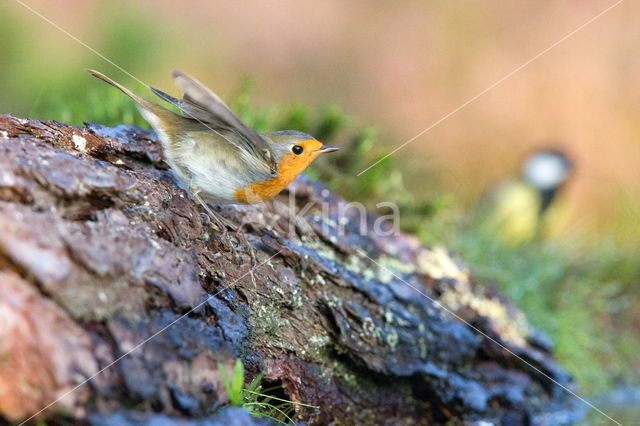 European Robin (Erithacus rubecula)