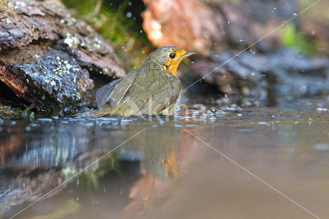 European Robin (Erithacus rubecula)