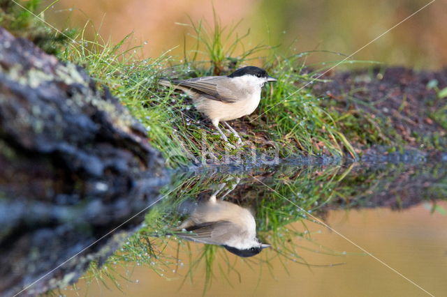 Glanskop (Parus palustris)