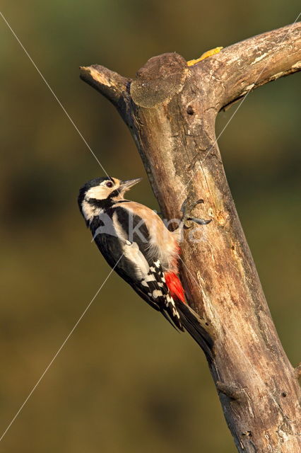 Grote Bonte Specht (Dendrocopos major)