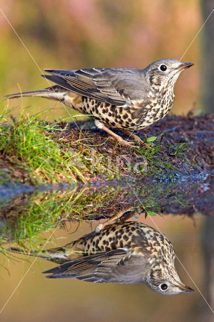 Grote Lijster (Turdus viscivorus)