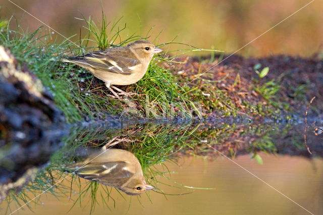 Chaffinch (Fringilla coelebs)