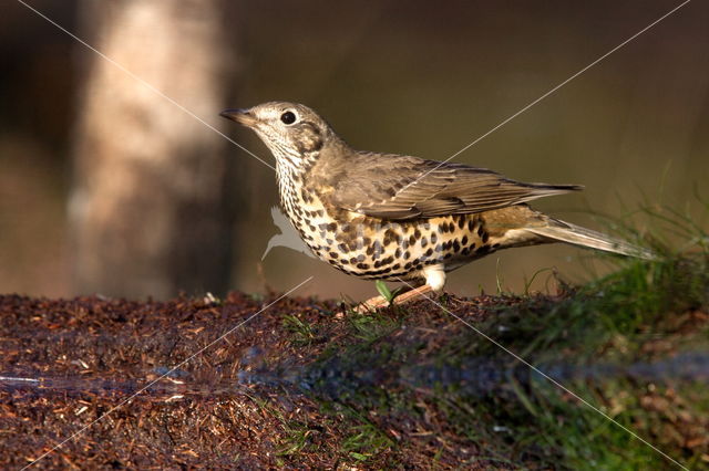 Song Thrush (Turdus philomelos)