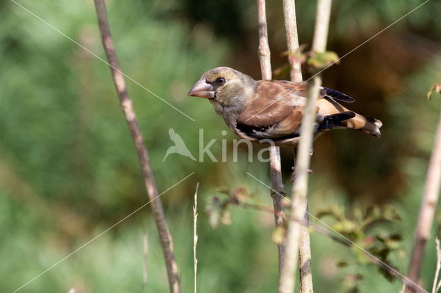 Appelvink (Coccothraustes coccothraustes)