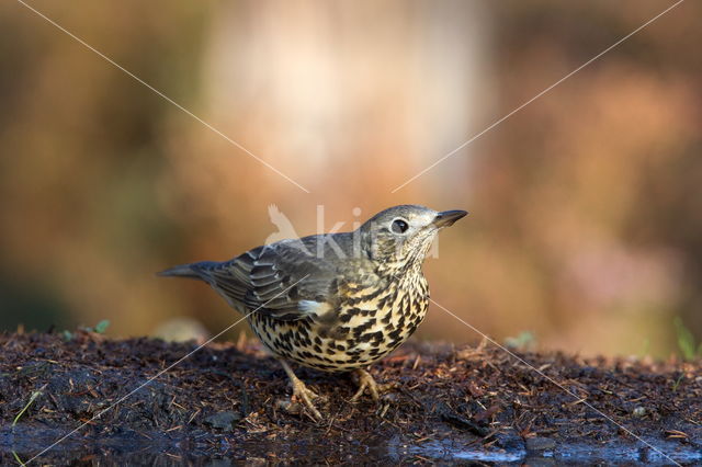 Song Thrush (Turdus philomelos)